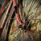 cykel 1 3