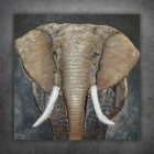 elefant 2 12