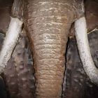 elefant 2 9