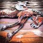 rodeo 5